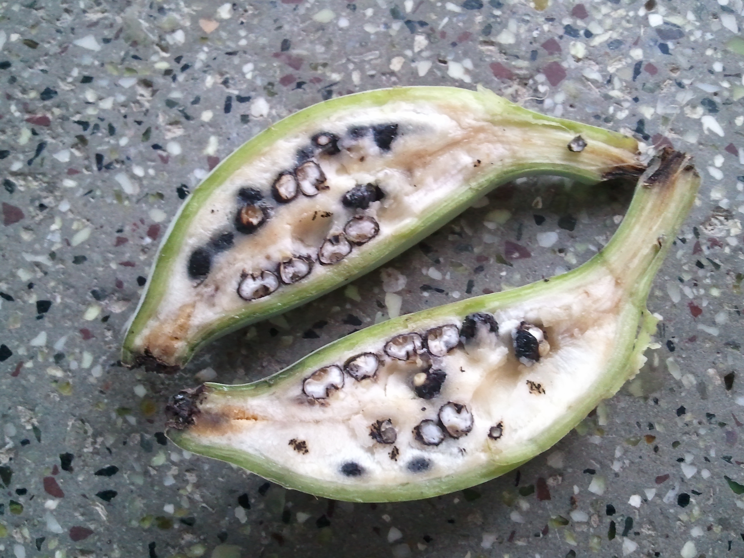 Banana cut in half to show the large black seeds inside