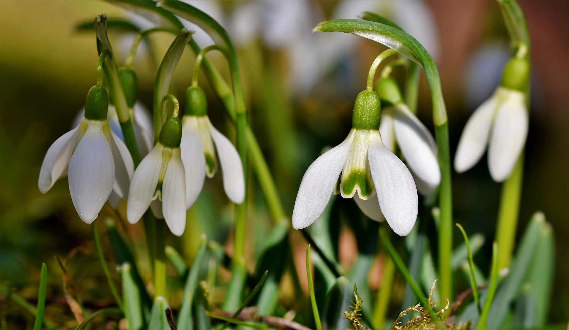 A group of snowdrops growing
