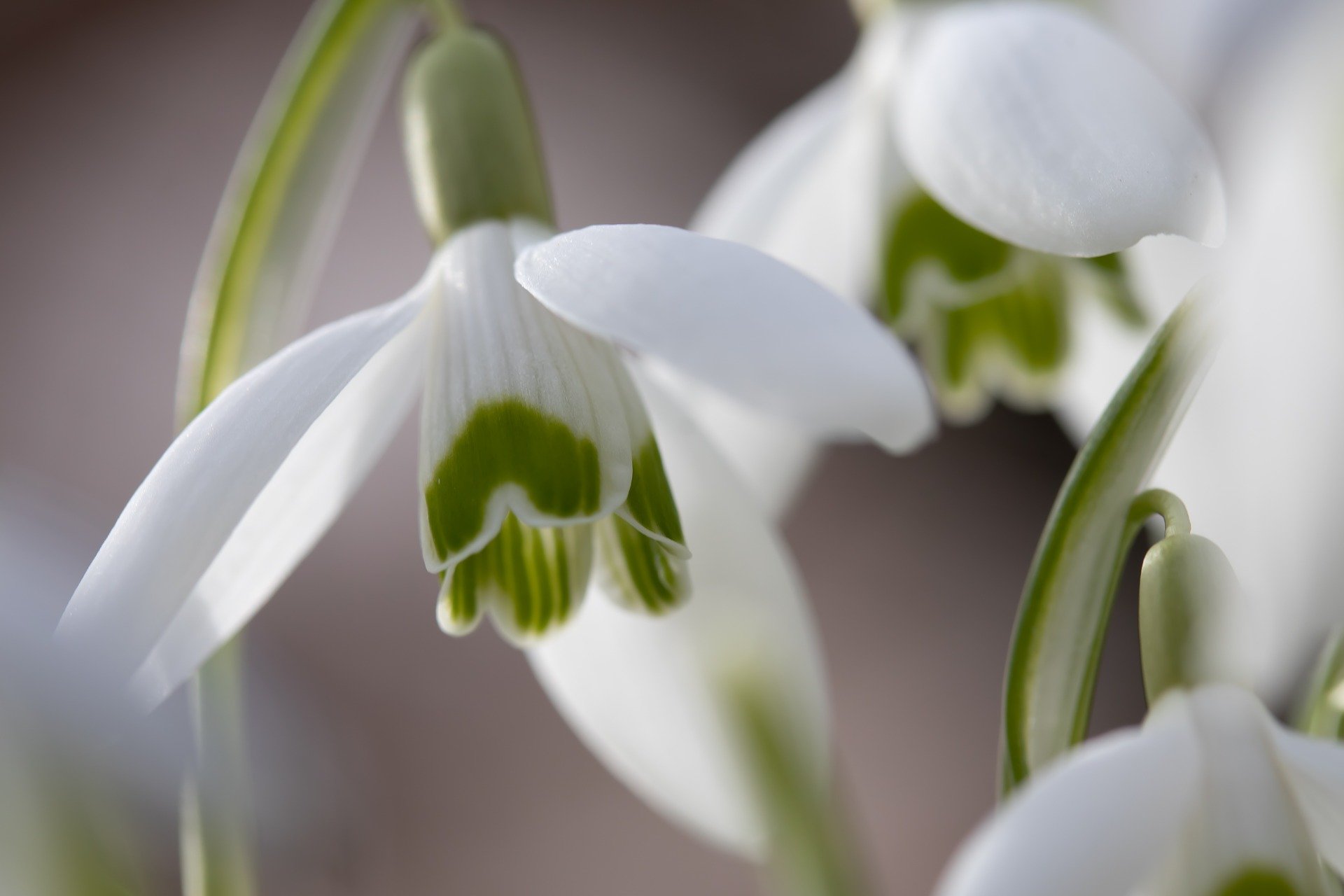 A close-up of a Snowdrop, showing the green markings on the